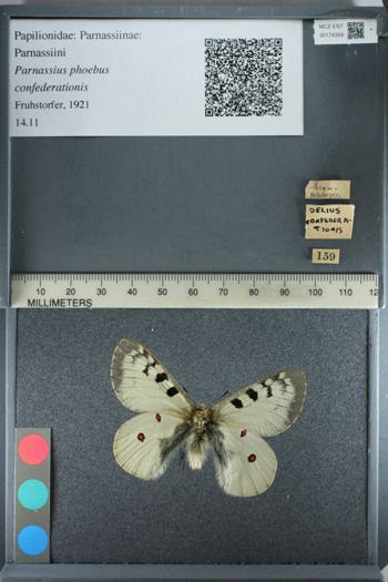 Media type: image;   Entomology 174359